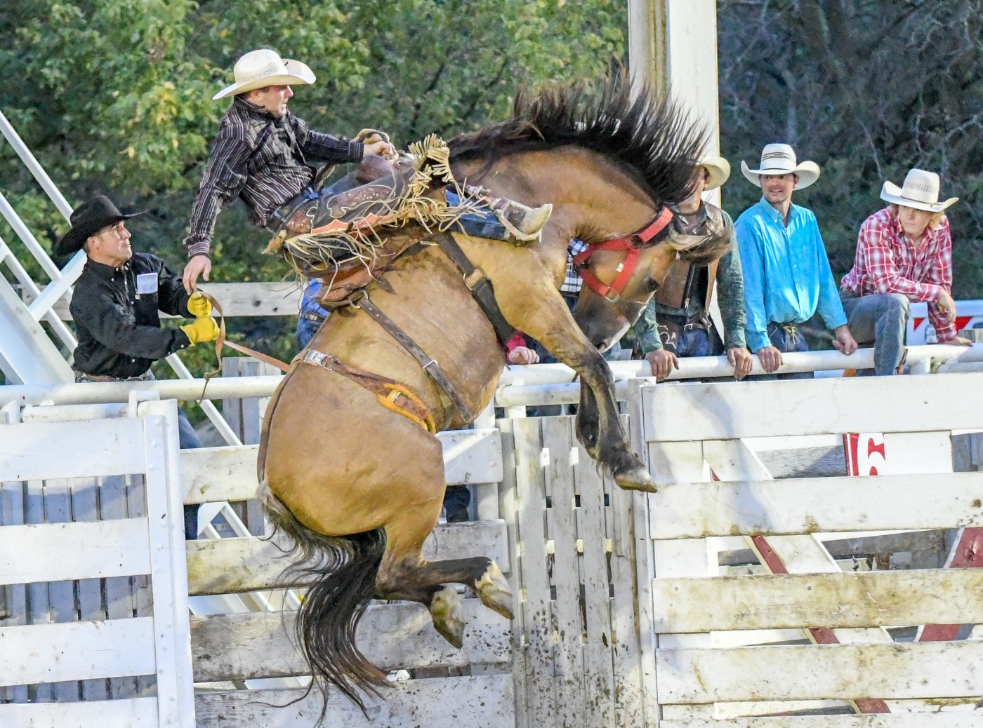 2024 Admission Ticket Sales Cowtown Rodeo